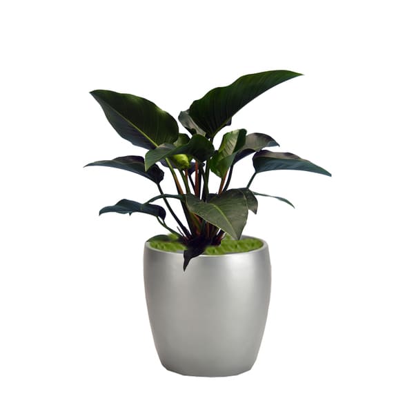 Philodendron Congo